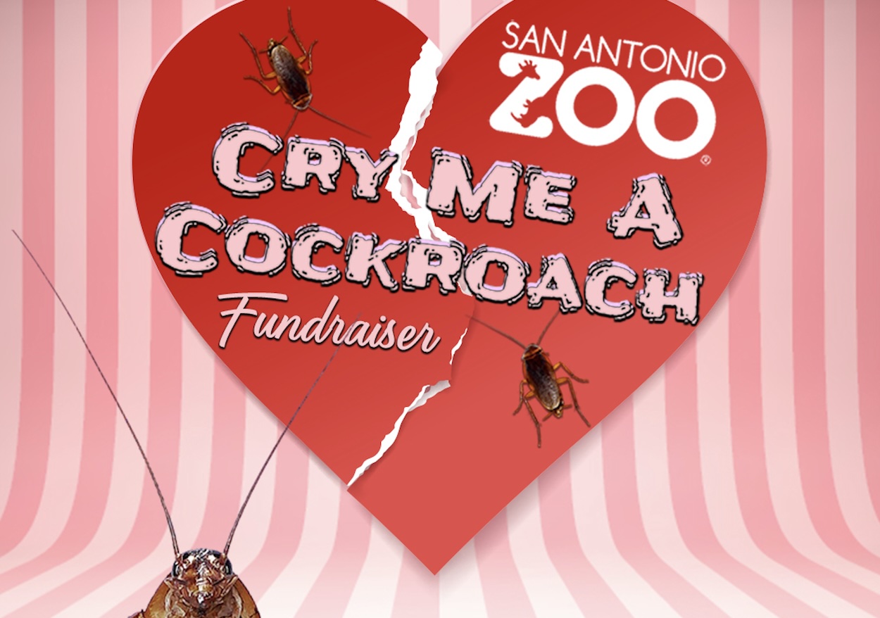 San Antonio Zoo brings back annual ‘Cry Me a Cockroach’ Valentine’s Day fundraiser