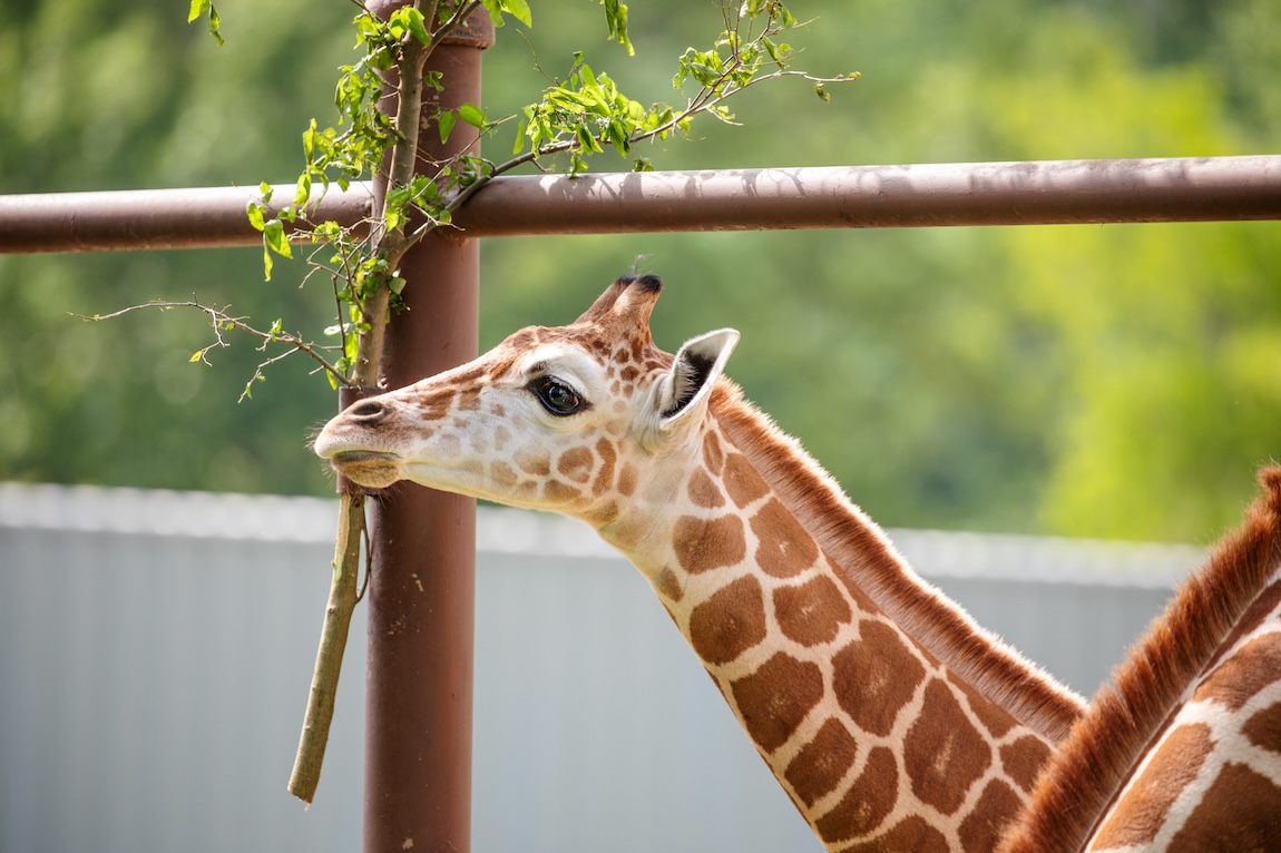 San Antonio Zoo welcomes year-old giraffe to its growing herd