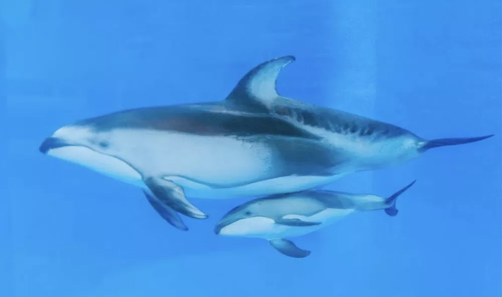 Texas dolphins are high on fentanyl, study finds