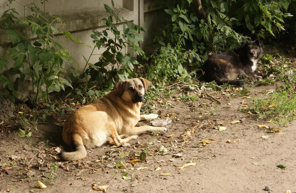 San Antonio Animal Care Services teams with SwRI to count the city’s roaming dogs
