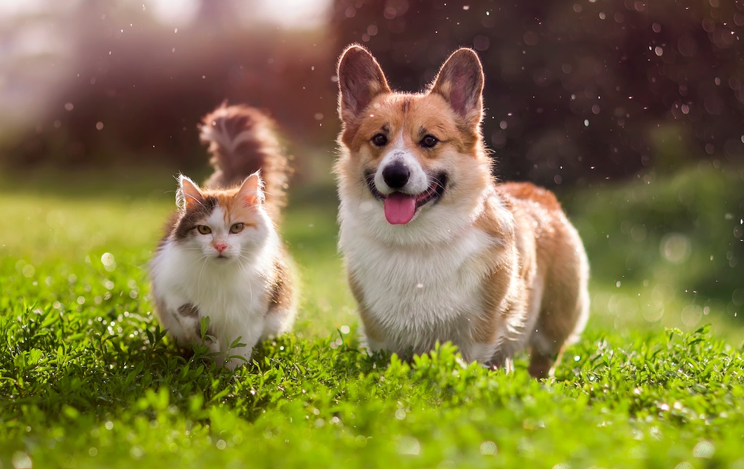 San Antonio Food Bank teams with PetSmart Charities to help feed pets of food-insecure families