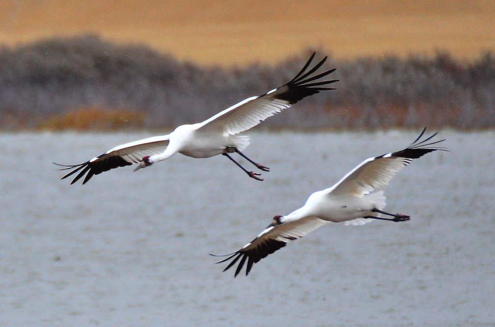 The world’s last flock of wild whooping cranes gets more living space in Texas