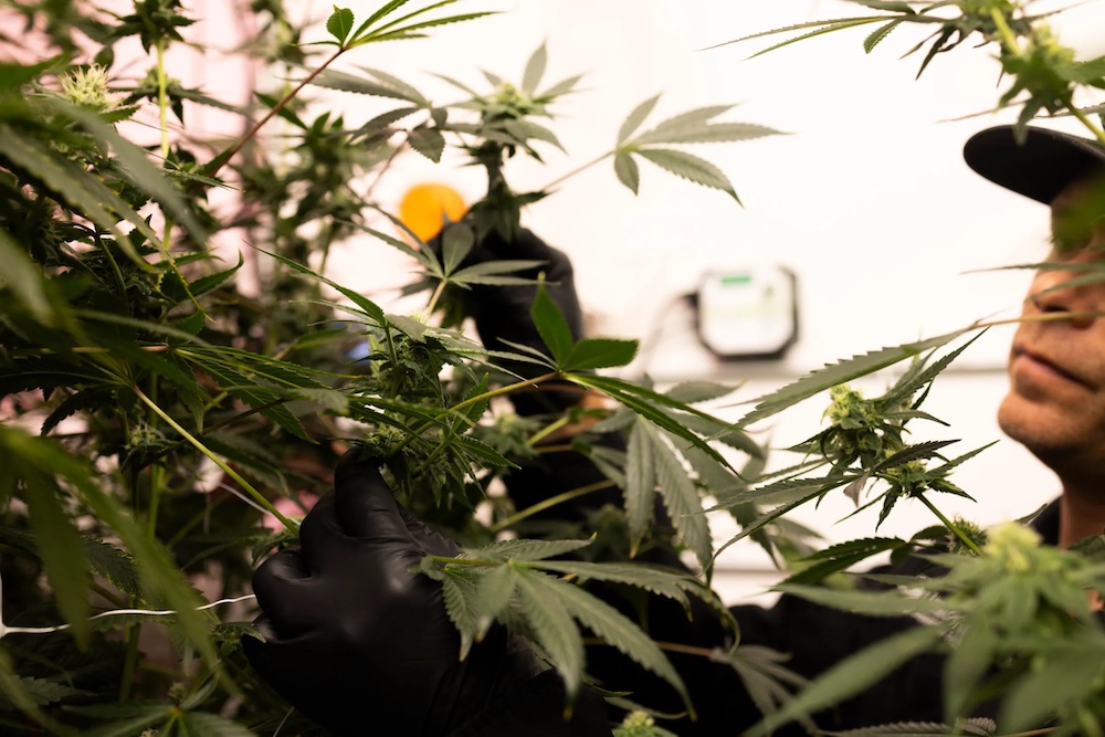 A blossoming Texas medical marijuana trade provides new companies, merchandise and sufferers