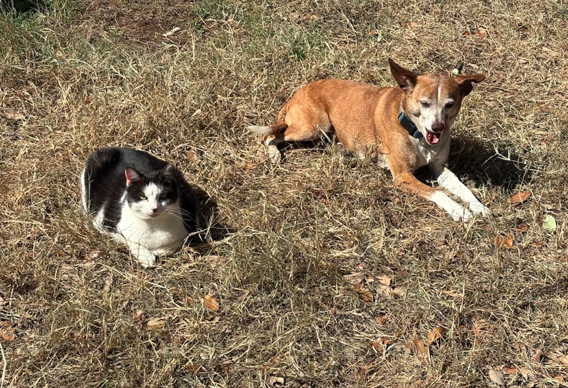 San Antonio cat sanctuary founder launches youngsters’s guide about unlikely friendship