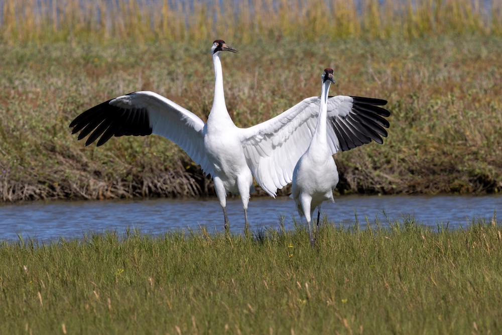 Why Trump’s ‘God Squad’ is just not just like the God Squads earlier than it