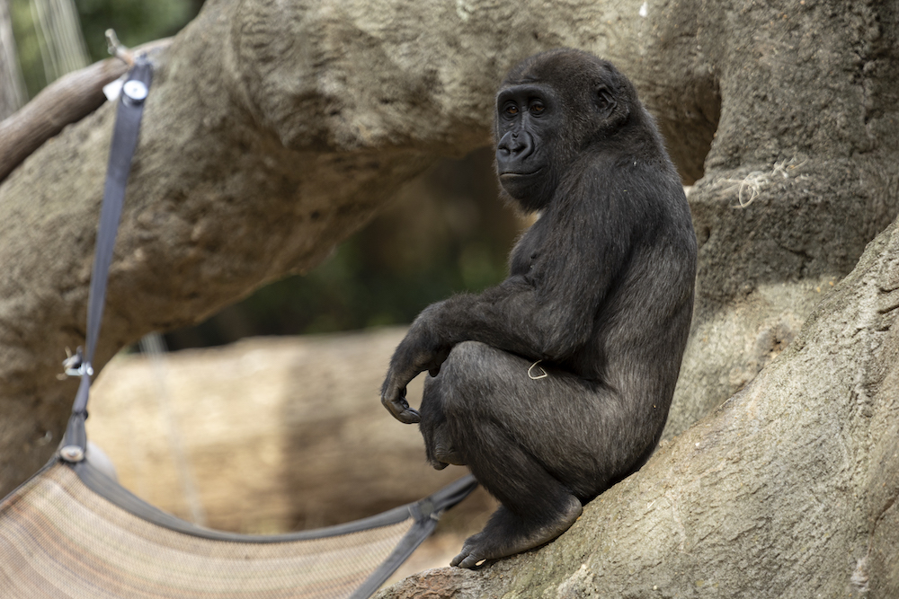 San Antonio Zoo throws quinceañera for gorilla who turned 15