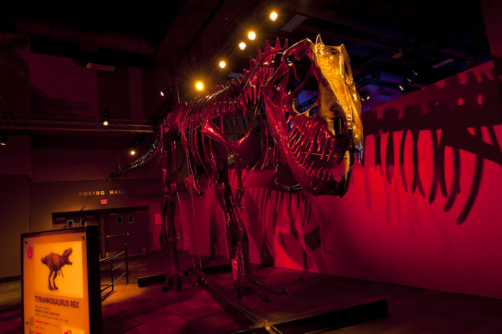 Interactive dinosaur sculptures thundering into San Antonio’s The Doseum
