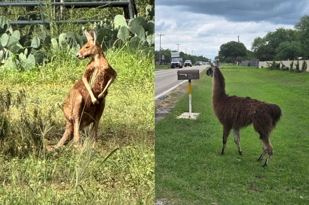 Runaway kangaroo and unfastened llama trigger chaos on the town close to San Antonio