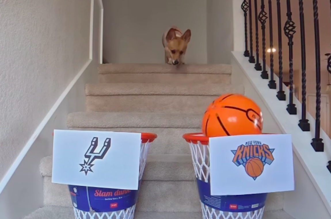 ‘Clairvoyant’ corgi predicts San Antonio Spurs win NBA Finals
