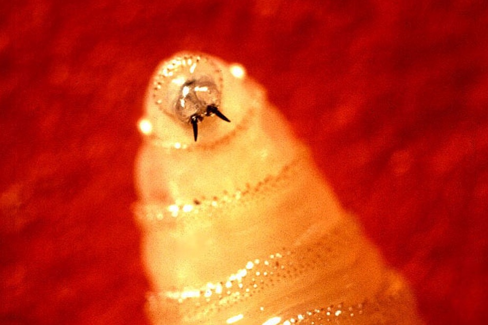 Texas’ fight against the New World screwworm will be nasty and brutish