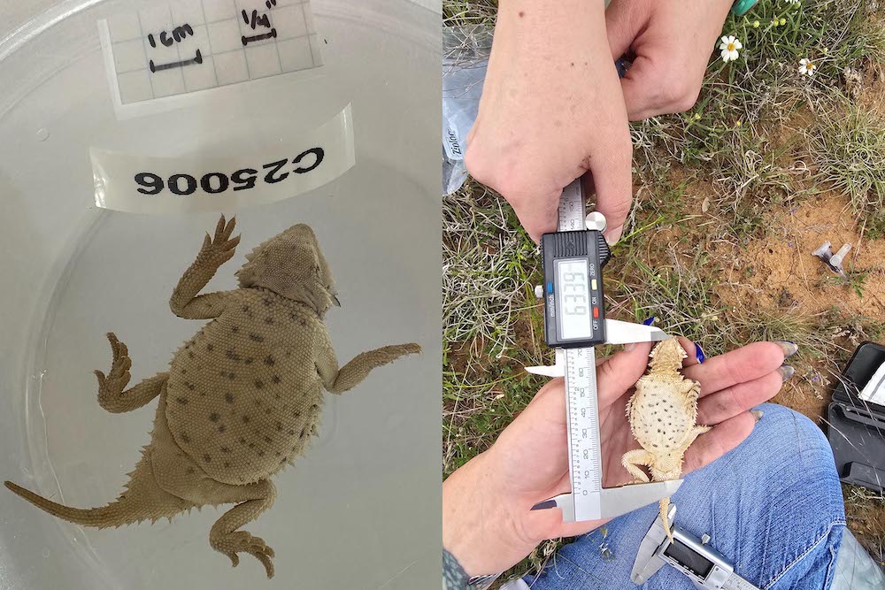 Horned lizards raised at San Antonio Zoo found thriving in the wild