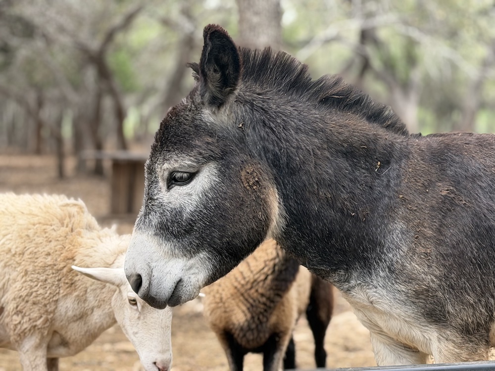 San Antonio livestock sanctuary guards towards menace of screwworm by quickly stopping consumption of latest animals